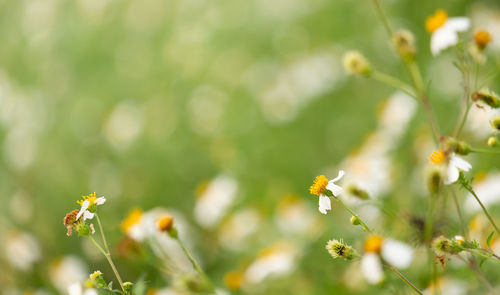 Close-up of yellow flowering plant on field