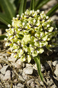 Close-up of white flowers growing on plant