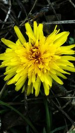 Close-up of yellow flower blooming outdoors