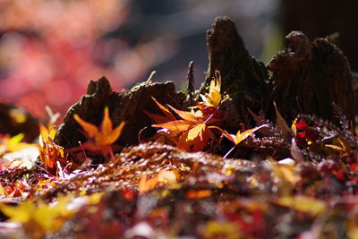 Close-up of dry leaves on field during autumn