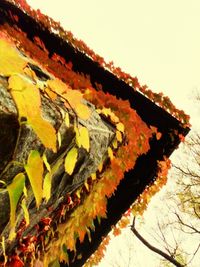 Low angle view of yellow tree against clear sky