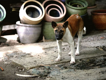 Portrait of a dog