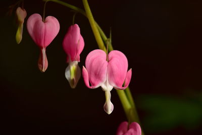 Close-up of pink flowering plant against black background - bleeding heart flower