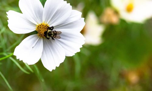 Close-up of bee pollinating on white flower