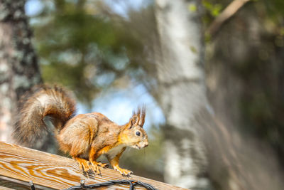 Squirrel on a tree