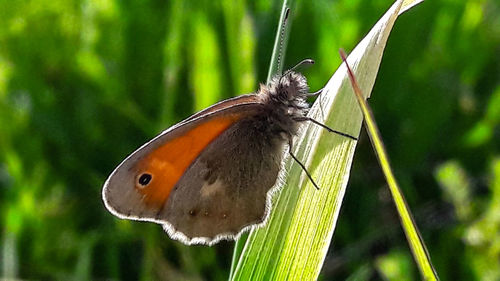 Close-up of butterfly perching on leaf