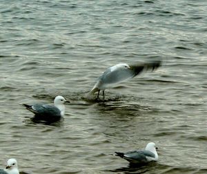 Bird flying over water