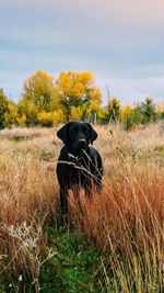 Dog in a field