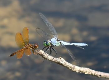 Close-up of dragonflies on twig