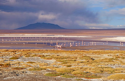 View of birds on beach against cloudy sky