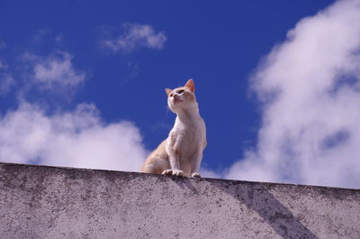 Low angle view of cat sitting on retaining wall against sky