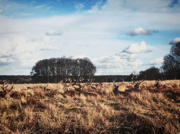 Scenic view of field against sky