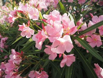 Close-up of pink flowers blooming outdoors