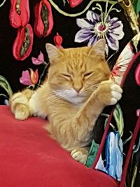 Cat sleeping on bed