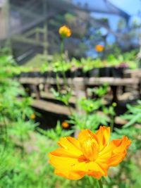 Close-up of yellow flowers