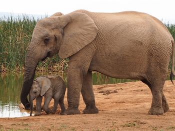 Elephant in a field