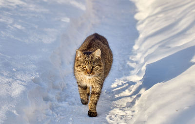Cat on snow covered field