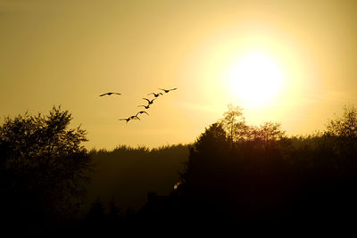Silhouette of bird flying in sky at sunset