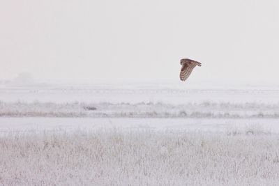 Owl flying over field against sky