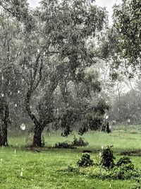 Trees on field