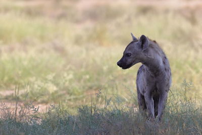 Side view of a dog on field