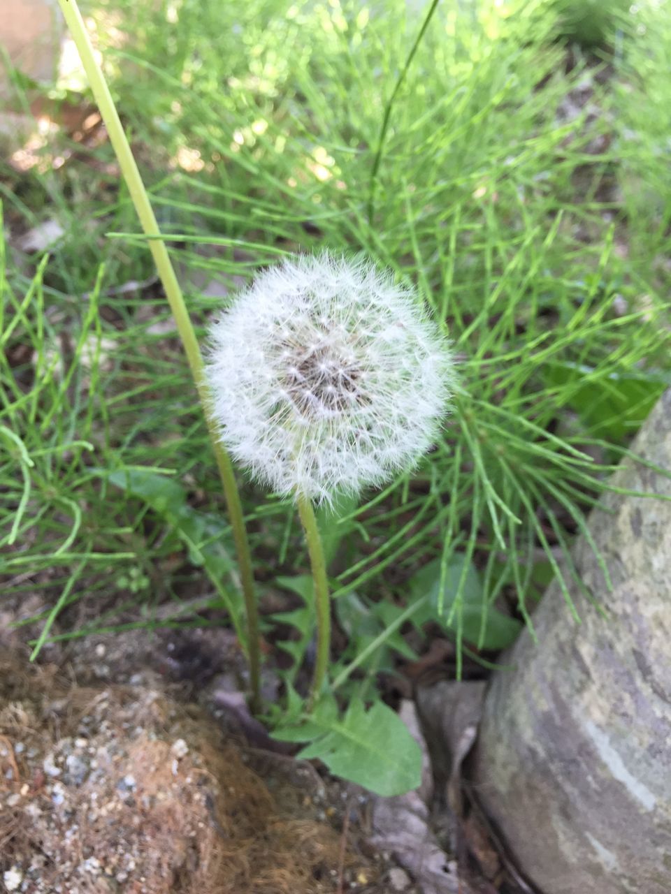 growth, dandelion, flower, fragility, nature, close-up, freshness, beauty in nature, uncultivated, plant, white color, focus on foreground, field, flower head, single flower, wildflower, stem, softness, day, outdoors