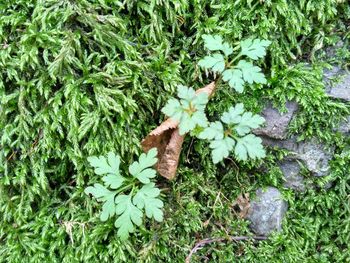 High angle view of plant growing on field