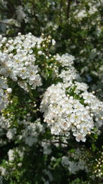 Close-up of white flowers