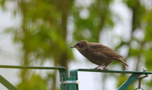Young bird waiting for food / jungvogel warter auf futter