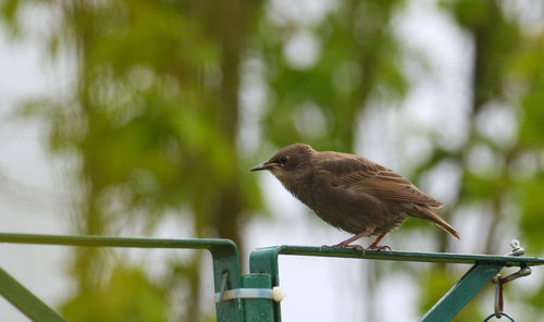 Close-up of bird perching on railing