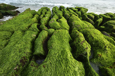 High angle view of moss on beach