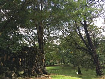 Trees on landscape