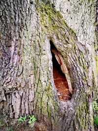 Full frame shot of tree trunk