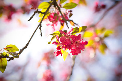 Close-up of pink cherry blossoms in spring