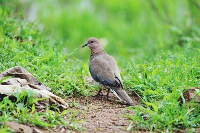 Mourning dove perching on grassy field