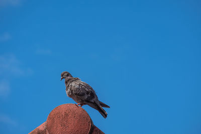 Low angle view of eagle perching on blue sky