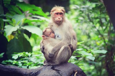 Monkey with infant sitting on tree in forest