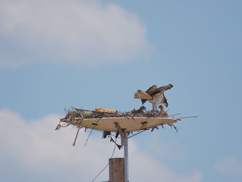 Low angle view of bird perching on house against sky