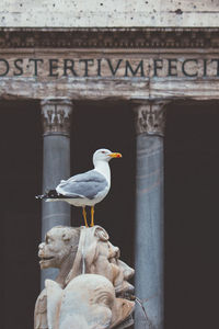 Seagull perching on a building