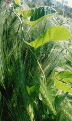 Close-up of fresh green plant