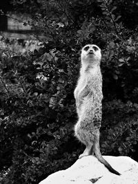 Close up of an animal