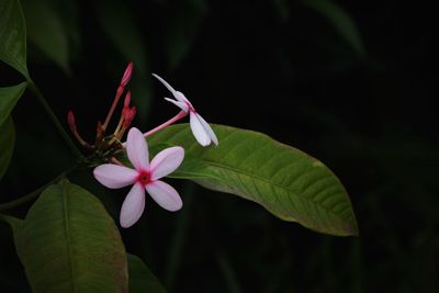 Close-up of pink flowers growing outdoors