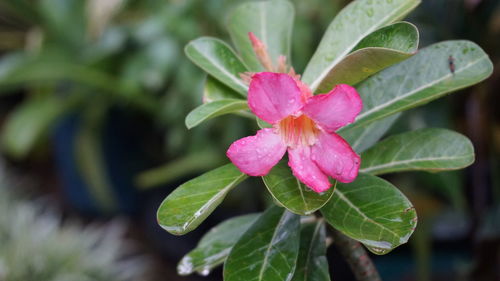 Close-up of pink flowering plant leaves