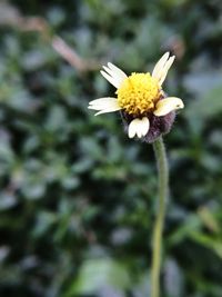 Close-up of yellow flower blooming outdoors