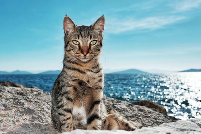 Portrait of cat by sea against sky