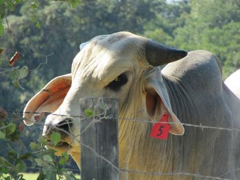 Close-up of a horse