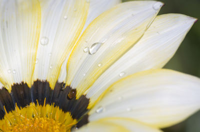 Close-up of wet yellow flower