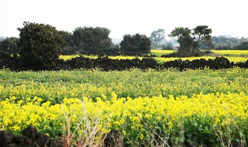 Scenic view of oilseed rape field against sky