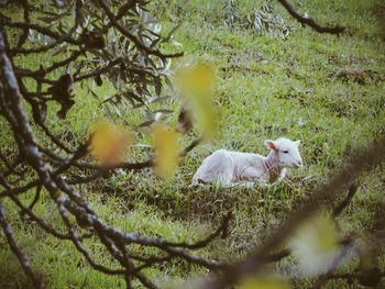 View of a dog on field