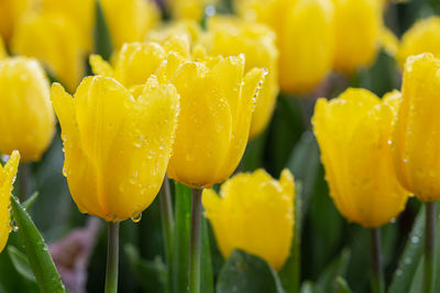 Close-up of wet yellow flowering plants